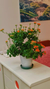 “ ??? ? ? ?  ????????? ”

一念花開香如故，一念雪落醉浮生。配圖