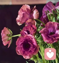 取悦自己很简单，几盆花草，一束微光，生活的兴致就来了。配图