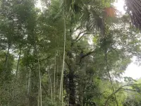 心情不好的時(shí)候開車出來(lái)轉(zhuǎn)轉(zhuǎn)，停車費(fèi)倆塊錢的快樂(lè)，快樂(lè)完回去就接著上班，腳踩在泥土上，玩著小溪的水，抱著竹子，看著天空看著打雷吹著風(fēng)心情無(wú)比快樂(lè)，真的很有童年的味道，仿佛一直尋找著這種感覺配圖