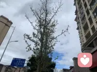 今天的天空真好看，就像我一樣怎么這么可愛配圖