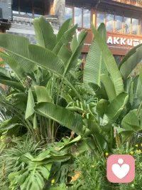 快樂的旅途配圖