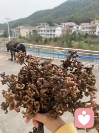 有認(rèn)識(shí)的嗎[偷笑]童年的小零食，跑去撿了一大把，大自然的饋贈(zèng)，小時(shí)候外公總喜歡給我去打很多帶回奶奶家去吃配圖