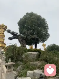 愿所愿皆所求配图