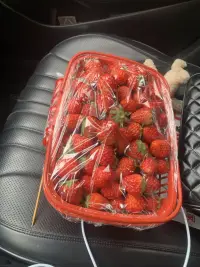 草莓季節配圖