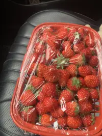 草莓季節配圖