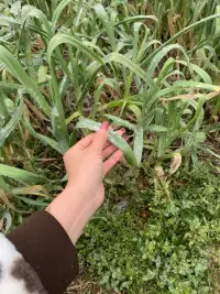 外婆的菜園子，一片白茫茫真的很好看配圖