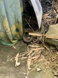 有喜歡的嘛配圖