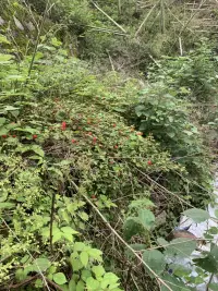 有喜歡的嘛配圖