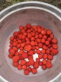 鄉下的快樂配圖