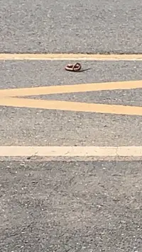 要笑死，明明站在這里半天突然一條蛇??……配圖