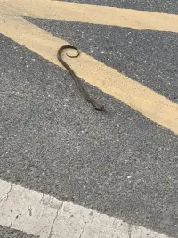 要笑死，明明站在這里半天突然一條蛇??……配圖