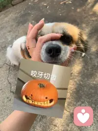 今天我問小狗 如何才能像你一樣開心呢 小狗說忘忘忘.配圖