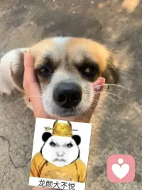 今天我問小狗 如何才能像你一樣開心呢 小狗說忘忘忘.配圖