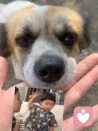 今天我問小狗 如何才能像你一樣開心呢 小狗說忘忘忘.配圖