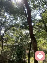 真的絕絕子配圖