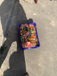 炫砂糖橘配圖