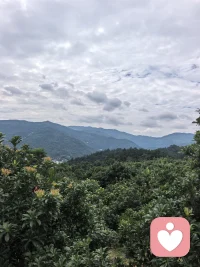 真的好爱山山树树配图