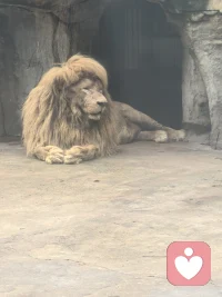 真是一个潦草的狮子🦁