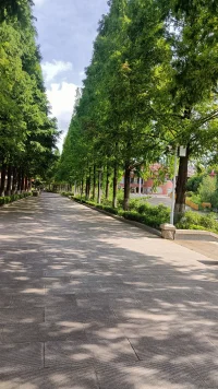 21年，當年的小水杉已經長成郁郁蔥蔥的大水杉樹，這些美好的時光，串起來，織成一幀幀最美的風景。配圖