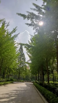 21年，當年的小水杉已經長成郁郁蔥蔥的大水杉樹，這些美好的時光，串起來，織成一幀幀最美的風景。配圖