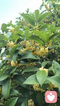 满城桂花香，早安[爱心]配图