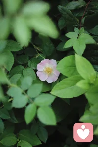 在人生的道路上，每一個人都是孤獨的旅客。人間萬千光景，苦樂喜憂，跌宕起伏，除了自渡，他人愛莫能助。配圖