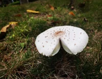维特根斯坦金句：
1．人只有忠于自己，才能度过极好的一生。
2．凡是可以说的，都可以说清楚；
      凡是不能说的，就应该保持沉默。
3．生活不是一个需要解决的问题，
      而是一个需要体检的现实。
4．努力改善自己，是你为改善世界所能做的一切。
5．世界的意义必定在世界之外。
6．请勿把他人的例子，当做你的生活指南。
7．不要玩弄另一个人内心深处的东   西。
8.人是人心灵的最好画像。
9．语言即世界。
10.幸福的世界与不幸的世界，是完全不同的世界，而非同一世界中的不同事实。