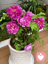 新年快乐！丙午马年，不必急着奔跑，允许自己按舒服的节奏前行。您的每一步，哪怕是停顿，都有意义。愿您被世界温柔以待，更愿您温柔待己，照顾好自己。