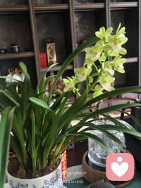 【丙午马年 · 致每一个信任我的您】
 
新年快乐！在这个红火的马年，想对曾与我相遇的每一位您，道一声深深的感恩。
 
感谢您在脆弱迷茫的时刻，选择将后背交给我；
那些深夜的倾诉、未曾说出口的委屈，以及您为了改变所做出的每一次微小努力，我都妥帖收藏。
 
我始终相信，心理咨询的意义，从来不是我为您照亮了路，而是我陪您一起，擦亮了您手中原本就有的灯。
 
新的一年，愿您既有马不停蹄的热爱，亦有且停且行的松弛。
愿所有情绪都有归处，哪怕历经风雨，依然能在这个春天，重新长出拥抱自己的力量。
 
2026，祝您平安喜乐，身心安适，万事胜意。🐎✨