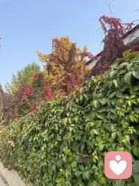 今年最溫暖的幾天啦、下周就降溫啦……配圖