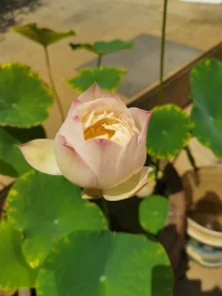 很多時候我們知道最終結果會是什么？但我們最不愿意接受的恰恰就是這樣的結果，越是抗拒，越感到痛苦，哪怕暫時的麻痹自己，也會感到有一絲絲希望，似乎能讓自己喘息，從而又有堅持下去的勇氣。最難以承受喪失之痛，只要一想到就會有一種揪心的絕望。配圖