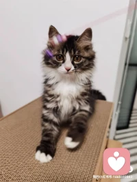 樂觀是一種看待問題的態(tài)度，是在困難面前能夠堅定信念的精神支柱。只有保持良好的心態(tài)，才能在人生的道路上贏得更多的機會和成功。讓我們勇敢地迎接挑戰(zhàn)，追逐夢想，擁有積極向上的生活態(tài)度。祝? 您擁有樂觀的人生[慶祝][玫瑰]！配圖