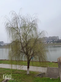 煩惱天天有，不想自然無，執(zhí)著于一個(gè)標(biāo)準(zhǔn)答案時(shí)，就有了求而不得，百般無奈，萬般苦痛，如若身處苦寒，何不在心里為自己種一個(gè)春天，似這垂柳，風(fēng)來起舞，風(fēng)止舞停，靜默如初，安之若素！配圖