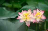 人要學(xué)會(huì)接納不同時(shí)期的自己，不論是順境亦或逆境配圖