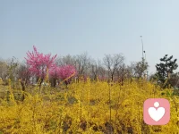 如何才能放下一段感情？
不是所有感情都能走到最后，有些人注定只能相伴一程。當(dāng)緣分走到盡頭，就不得不分手。
而分手之后，還需要很長(zhǎng)一段時(shí)間來(lái)自我調(diào)整，學(xué)會(huì)慢慢地放下。
真心愛(ài)過(guò)的人，不是說(shuō)放下就能放下的，需要一個(gè)循序漸進(jìn)的過(guò)程。
或許會(huì)有人認(rèn)為，放下一個(gè)人就意味著忘記了曾經(jīng)的感情，但實(shí)際上，放下一個(gè)人是為了更好地去生活，是對(duì)自己的人生負(fù)責(zé)。

放下不等于遺忘，放下是與過(guò)去和解。放下一個(gè)人之后，即使再次想起那個(gè)人，也不會(huì)再覺(jué)得痛苦和糾結(jié)。
那么，怎樣才能放下一個(gè)人呢？

在我看來(lái)，放下一個(gè)人最好的方式，是做到這以下五點(diǎn)。

01.接受現(xiàn)實(shí)，不再回頭
不管什么原因，感情走到了末路，都是一件很遺憾的事。

可若一味地沉浸在過(guò)去，不肯接受現(xiàn)實(shí)，就不僅僅是遺憾了，而會(huì)是深深的痛苦。
所以，當(dāng)感情已經(jīng)結(jié)束，你首先要做的就是接受現(xiàn)實(shí)，認(rèn)清你們之間已經(jīng)不存在任何可能性，這是一種必要的痛苦，也是一種必修的態(tài)度。

接受現(xiàn)實(shí)并不代表你要抹掉過(guò)去的一切，而是要明白自己逃避不了現(xiàn)實(shí)，只有真正地面對(duì)它，才能找到更好的出路。
不要抵死糾纏，不要想著回頭，回頭只會(huì)讓你走向死胡同，給自己帶來(lái)更多的痛苦。

02.尋求幫助，與他人交流
放下一個(gè)人，不是一件容易的事，有時(shí)候需要?jiǎng)e人的幫助和支持。

你可以找信得過(guò)的朋友傾訴，或者找專(zhuān)業(yè)的心理咨詢(xún)師，將你內(nèi)心的想法和感受全都說(shuō)出來(lái)，相信他們會(huì)給你安慰，并站在你的角度幫你分析問(wèn)題，化解你內(nèi)心的痛苦和困惑。

正所謂“當(dāng)局者迷，旁觀者清”，很多事因?yàn)橹饔^情緒的干擾，自己往往想不通，看不透，而別人卻能透過(guò)現(xiàn)象看本質(zhì)，找到問(wèn)題的癥結(jié)所在，并給出解決問(wèn)題的方式方法。

在與他人交流的過(guò)程中，你不僅可以得到一些有益的建議和反饋，也可以借此機(jī)會(huì)認(rèn)識(shí)更多的朋友。

03.重拾自信，重新審視自己
在放下一個(gè)人的過(guò)程中，往往無(wú)法擺脫內(nèi)心的負(fù)面情緒，比如失落、焦慮、恐懼等等，這時(shí)候你需要重拾自信，重新審視自己。

首先，你要明確自己的優(yōu)勢(shì)和長(zhǎng)處，從中尋找到一些支撐自己的力量，從而更加自信地面對(duì)生活和未來(lái)。

其次，你要正視自己的不足之處，探究自己的內(nèi)心世界，找到真正的問(wèn)題所在，才能針對(duì)性地改進(jìn)自己。

當(dāng)你把重心轉(zhuǎn)移到自己身上，并專(zhuān)業(yè)自我成長(zhǎng)時(shí)，再放不下的人，也會(huì)慢慢放下。

04.轉(zhuǎn)移注意力，尋找新的興趣愛(ài)好
當(dāng)放下一個(gè)人、一段感情后，心中難免會(huì)留下一片空虛，因而時(shí)常感到配圖