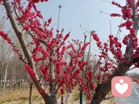 女人心聲揭秘：男人必讀的情感信號
站在女人的角度告訴你，男人必看。
一、男人一定要知道，女人越是表現的絕情，說明她越是在意你，其實啊她根本就放不下你。
別被女人的絕情外表蒙蔽了，她越是裝出不在乎的樣子，實際上越是對你有所在意。她可能是因為在感情中受過傷，或者擔心受傷，所以選擇把情感隱藏起來。當她故意表現得無所謂，其實她內心可能還在惦記著你。她的絕情只是一種保護機制，不是真正的放下。
二、對你表現得越冷漠，只是啊他舍不得你，但是呢你們之間確實存在矛盾，他選擇了逃避。
當一個男人對你變得冷漠時，不要以為他真的對你沒感情了。實際上，這可能是他在努力隱藏他內心的真實情感。他可能因為害怕面對你們之間的問題和矛盾，所以選擇了逃避和冷漠。他舍不得你，但卻不知道如何面對眼前的困境。這種行為是他試圖在情感上保護自己的方式。
第三，他可以整天都不理你，一句話也不說，一句解釋也不給你。其實啊這些都是他的裝。他知道自己還是喜歡你的，只是呢沒有信心再和你繼續這段感情了。
當他對你完全置之不理，甚至不愿解釋他的行為時，不要以為他真的已經不再關心你。這只是他在扮演一種角色，試圖讓自己看起來決然不在乎。實際上，他知道自己對你的感情還在，只是因為之前的種種原因，他失去了繼續感情的信心。這種裝作無關緊要的舉動，只是他為了保護自己不再受傷害的方式。配圖