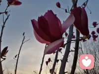 1. 心靈療愈首先可以帶給我們身心合一高能量狀態。這是一種心腦的和諧，是意識對身體各部分的覺知和高度統一。意識是身體能量的高度聚集地和發祥地。我們身體的每一個肢體，每一根手指，每一條經絡乃至每一個毛孔、每一個細胞，都是通過意識流動使之達到能量充盈和無障礙的境界，從而實現精神和肉體的高度統一。反過來說，沒有身心合一的生命是灰暗的無力的和倦怠的，毫無知覺。

 2. 心靈的療愈可以提升生命的正念和專注力。一行禪師在《正念的奇跡》為我們描述如何樹立如何訓練正念以及訓練正念的重要性，大師告訴我們：專注當下，寧靜才能致遠。要知道，我們每時每刻的焦慮，感知不到生活的真諦和生命的意義，正是因為我們沒有樹立正念，沒能夠關注眼前，關注當下，關注眼前每一個人，每一件事情，永遠活在對外來的迷茫和焦慮中。所以想讓自己快樂，就讓身邊的人快樂，想要有未來，就從專注于眼前開始。

3. 心靈的療愈讓我們活出真正的自己。每個人的一生都是獨特的，也都是艱難的。在艱難的時候，我們總覺得自己不幸，命運不濟。總希望活成別人或者別人活著的樣子。但真相是我們只是看到了眼前的別人的風光和精彩，卻忽視了其背后的艱難和不幸。

人生就像是一本書，不翻到最后一頁，不會知道結果。提前預測結果，生命就失去了存在的意義。所以尋找自己的內心深處，明白的知道什么是自己想要的生活，并實踐之，而不是迷失于現實中的種種幻像。 

所以真正心靈療愈的人，生活充滿著愉悅，怡然自得，沒有強迫，沒有嫉妒，更沒有怨恨。只有對眼前生活的體驗和渡過。繁也罷，簡也好，富也罷、窮也好，用心去對待生命中各種選擇，接受生命中的各種境遇，才能感受到生命的慷慨和美好，才能賦予你自己生命的真正意義。配圖