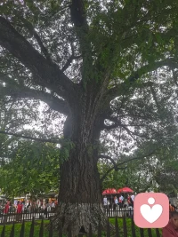 千年古樹配圖