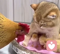 培養孩子的高自尊：對孩子表現出慈愛、有興趣、接受與卷入，對孩子的要求前后一致，雙親一致，尊重孩子，給予一定的自由、機會、并欣賞。民主的家庭更有利于孩子的成長。配圖