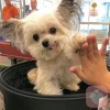 小狗磨牙棒