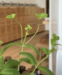你越集中焦點在錯的事上，
在生活中你就制造越多的錯誤，
也會把錯誤更散布到其他曾做的很好的領域

你越集中于你生活中對的地方，成功的地方，你生活的其他領域就會越成功。

在接受方面也是，你越是感念你接受了多少，你將擁有更多。配圖