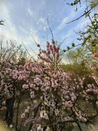 小不理解父母們旅游為什么喜歡看風(fēng)景，
現(xiàn)在我也到了開始喜歡花花草草的年紀(jì)嗎？配圖