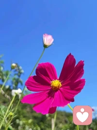 ??????昨天再好，也走不回去；明天再難，也要抬腳繼續(xù)。沒有人能煩惱你，除非你拿別人的言行來煩惱自己；沒有放不下的事情，除非你自己不愿意放下。日子，過的是心情；生活，要的是質(zhì)量。要懂得，無事心不空，有事心不亂，大事心不畏，小事心不慢。人生的悲歡離合，酸甜苦辣，皆系于心，心態(tài)若安好，就沒有過不去的坎。經(jīng)營好心情，你就擁有了生活的全部！
       早上好！配圖