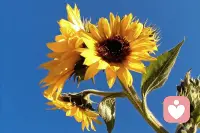 ?????????人生苦短、歲月匆匆，不必委曲求全，不要留下遺憾，以自己喜歡的方式生活，做自己喜歡做的事，在乎自己該在乎的人，珍愛友情、寵愛自己。你對(duì)生活心平氣和，生活會(huì)對(duì)你和顏悅色，平時(shí)做到善待他人、不急不躁，遇到問(wèn)題要冷靜沉著、從容不迫。好情緒能讓你時(shí)刻保持好狀態(tài)，想要看到更好的世界，先讓世界看到更好的你。
      早上好！[握手][握手][握手][擁抱][擁抱][合十][合十][合十]配圖