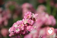 心中若有桃花源，何處不是云水間。只要我們懷揣夢想，篤定前行，用簡單、恬淡之心來裝點自己的生活，日子定會一天比一天過的更美好。配圖