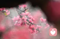 心中有阳光，一滴水也能映照出星光的模样；心中有沉香，一朵花也能芬芳出生活的坦荡。养出一颗从容心，人生何处无风景。生活不只有烟火，还有无处不在的诗意与情怀。别把在意握的太紧，有时候适当的松一松，是对自己的一种体贴；也别总把过去记得太多，那样你就腾不出精力去发现！早安[玫瑰][玫瑰]配图