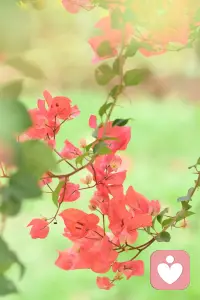 三毛说：“我没有认真的年轻，等我明白时，只能选择认真的老去。”

￼既然错过了花开，就不要再错过花落，在余生的岁月里，要靠自己去认真的生活。烟火人间，各有遗憾，时光流逝匆匆，只有把握好现在，才能更加理智和通透。

你看，有些花儿开在路边，有些花儿开在窗前，不过，都是用自己的美丽诉说着生命的灿烂，每一朵花都在做自己。面对时光流逝，每个生命都与时光温柔以待。配图