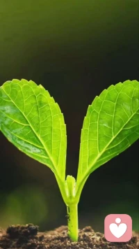 ^_^其實人生是一場非常不容易的修行，我們總是把自己困在，執(zhí)念和過去的傷害中，求不得是常態(tài)，不圓滿是生活，所求非所得，并非失敗，定以另一種方式得以圓滿。
^_^ 世界讓我遍體鱗傷，但傷口長出的卻是翅膀。心若向陽，無謂悲傷；輕安喜樂，次第花開。配圖