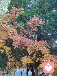 人與人之間的緣分，看似偶然，實(shí)則必然。努力珍惜過，還是不得不走散的人，不必再浪費(fèi)時(shí)間介懷，來去都是自由風(fēng)，對(duì)的人兜兜轉(zhuǎn)轉(zhuǎn)會(huì)相逢，愿你與命中注定撞個(gè)滿懷。配圖