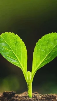 美好的事物不會降臨在傻傻等待的人身上，它只會降臨在那些追逐目標和夢想的人身上，加油～配圖